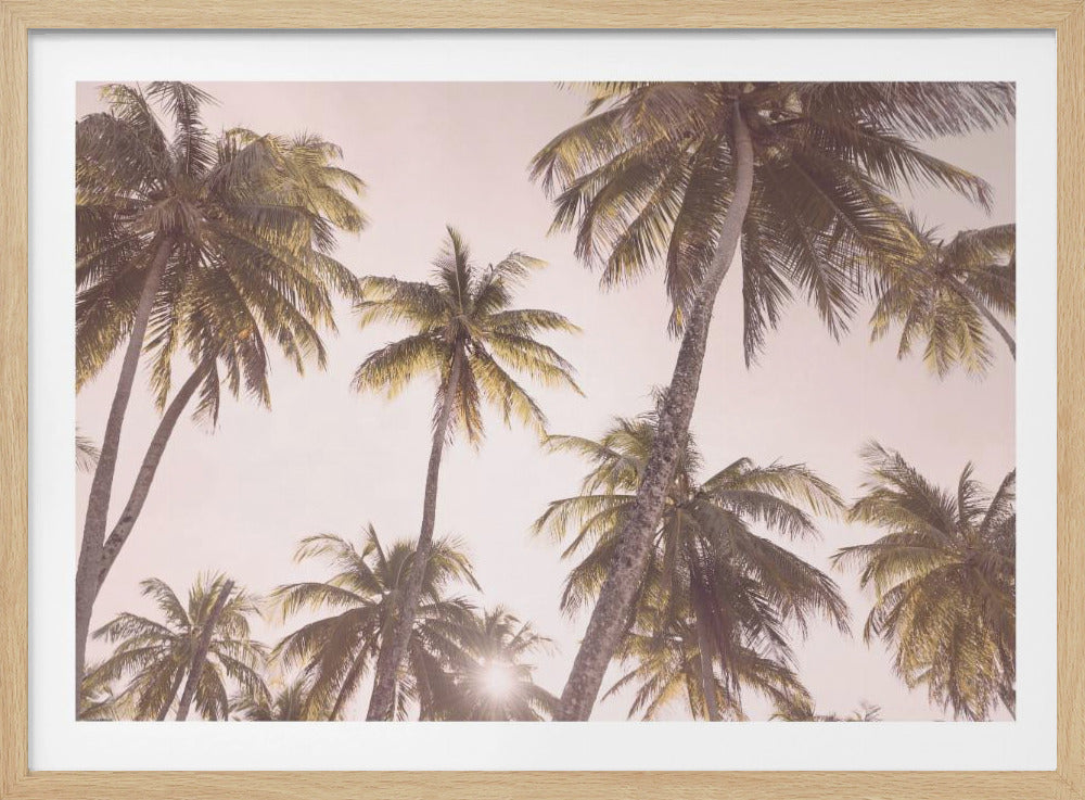 Blush Palmen | Poster