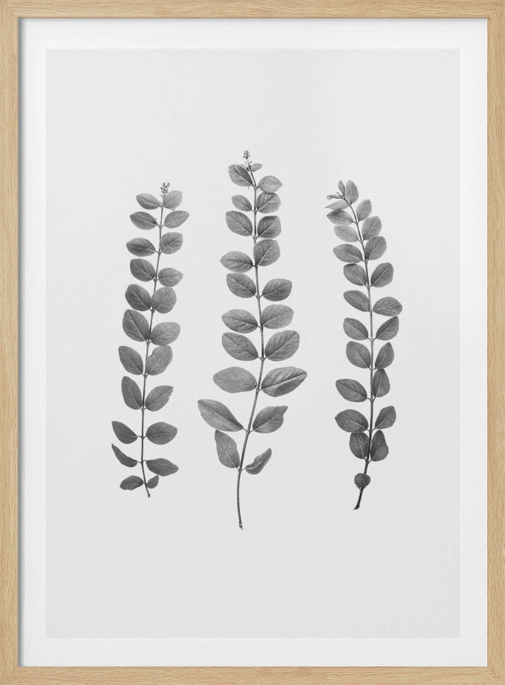 Zweige | Poster