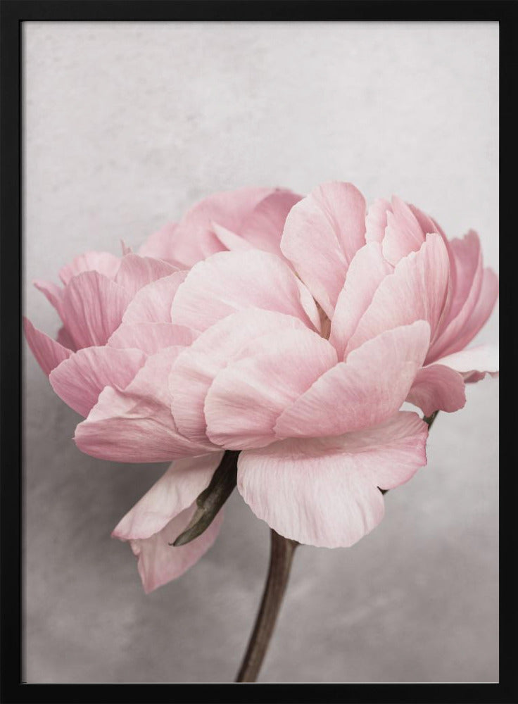Pfingstrose | Poster