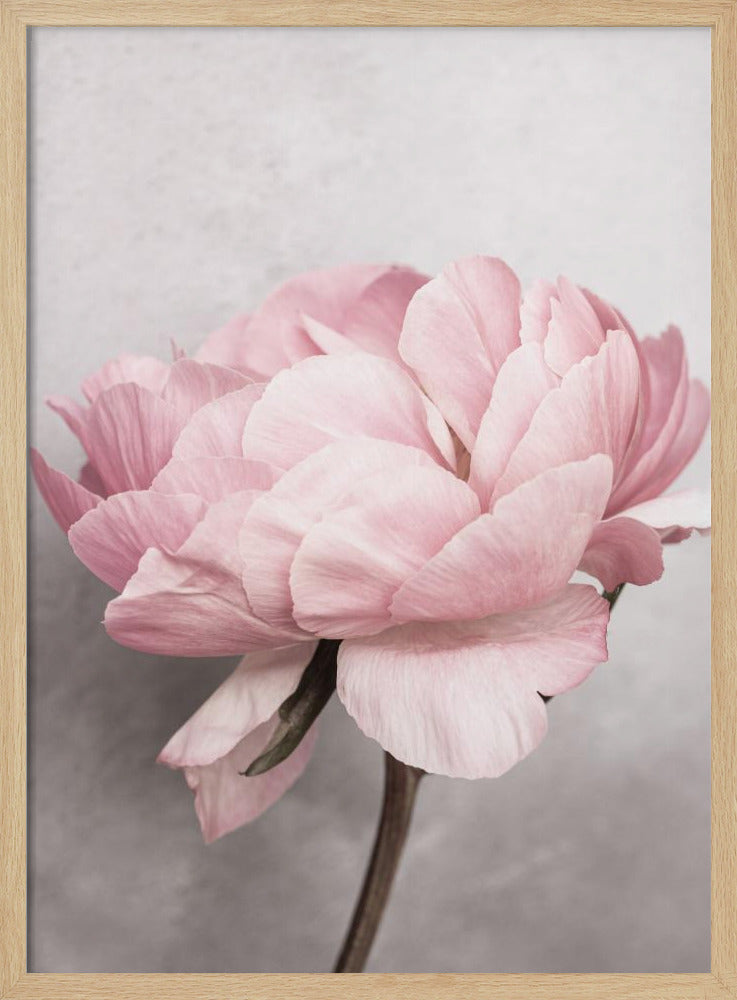 Pfingstrose | Poster
