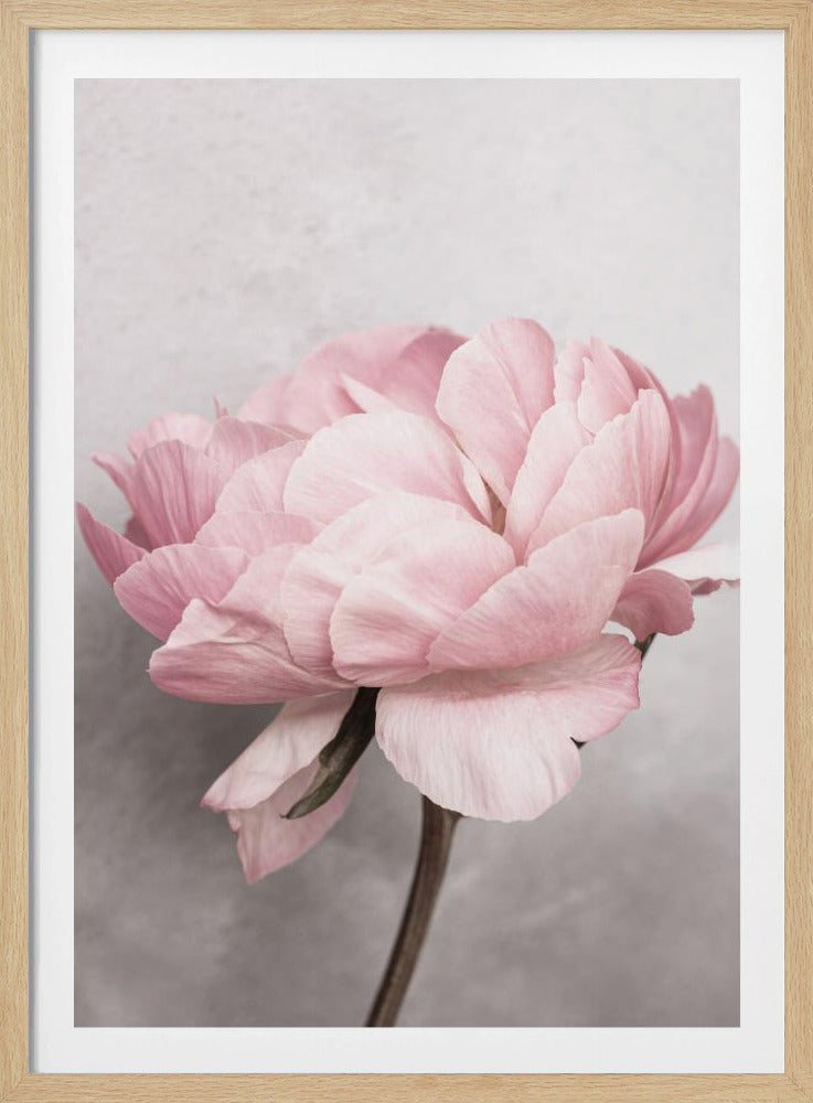 Pfingstrose | Poster