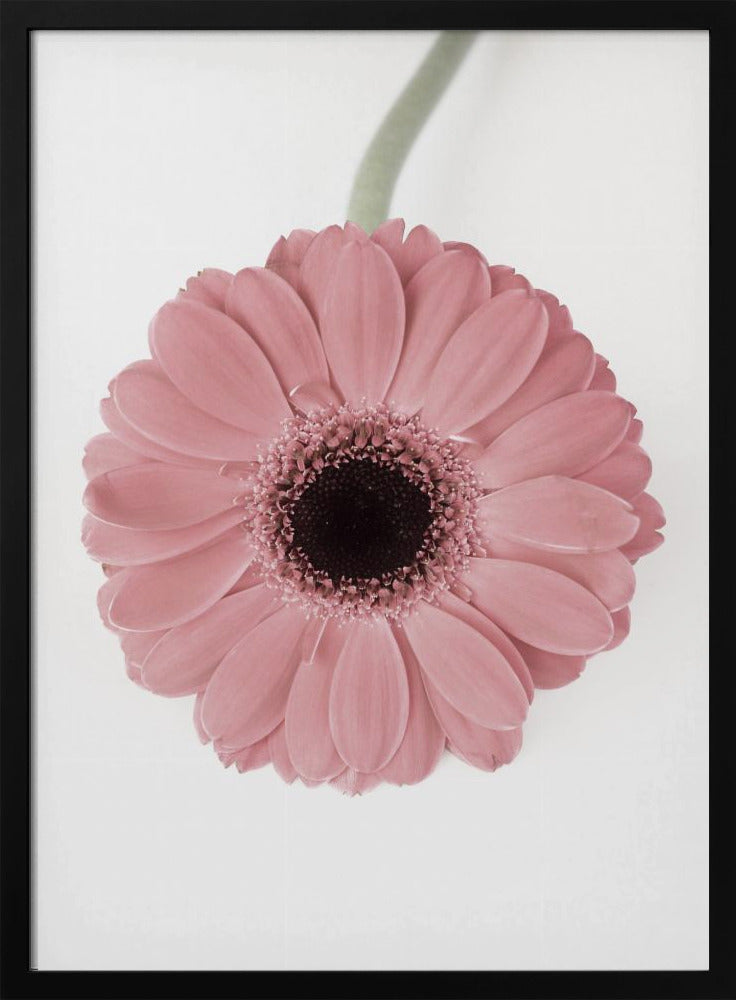 Rosa Gerbera II | Poster
