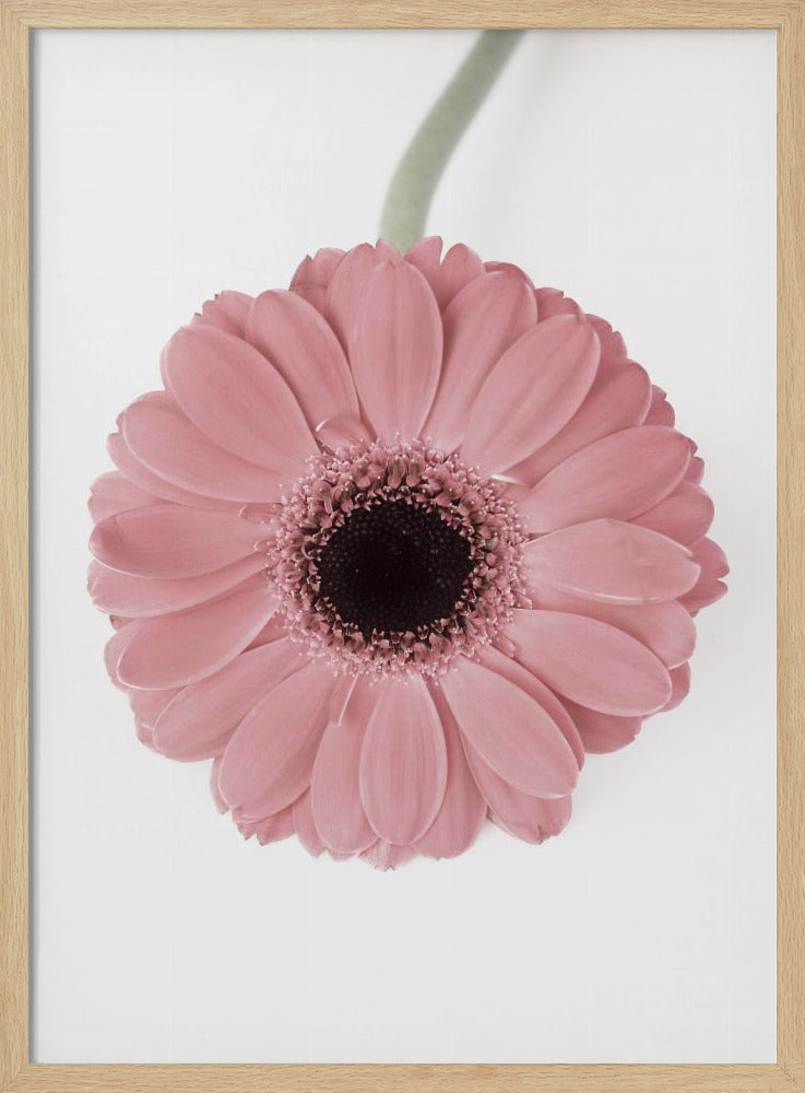 Rosa Gerbera II | Poster