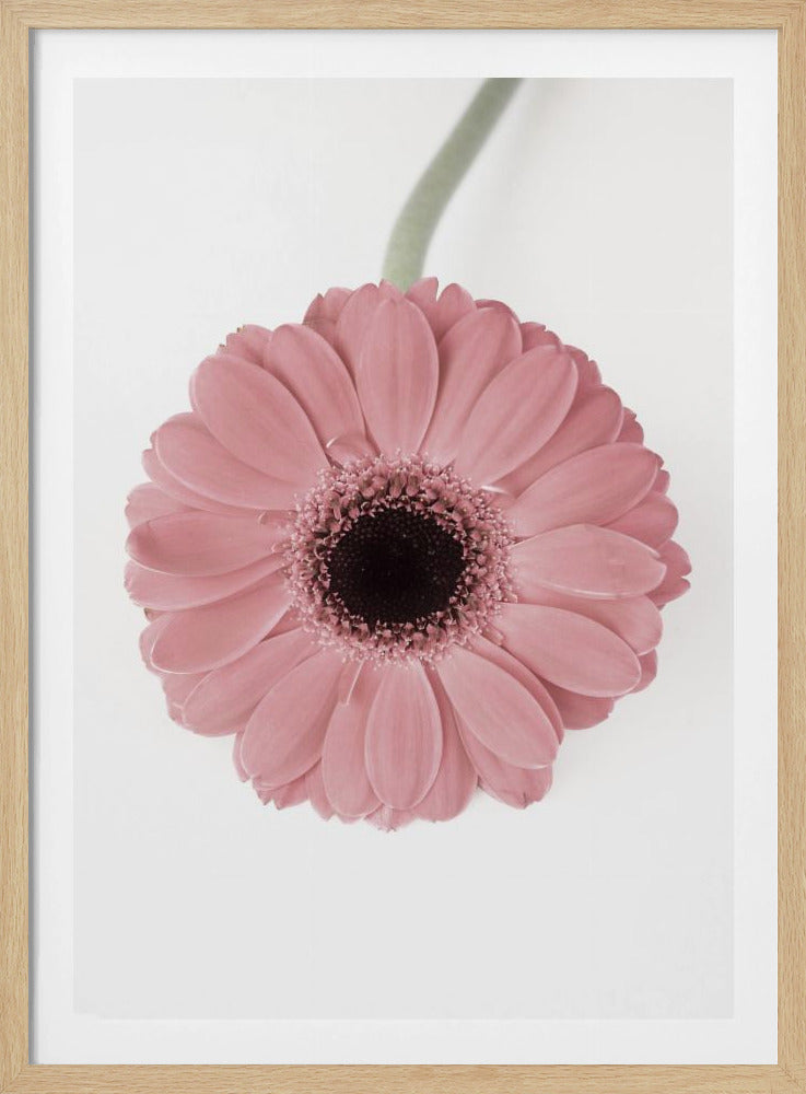 Rosa Gerbera II | Poster
