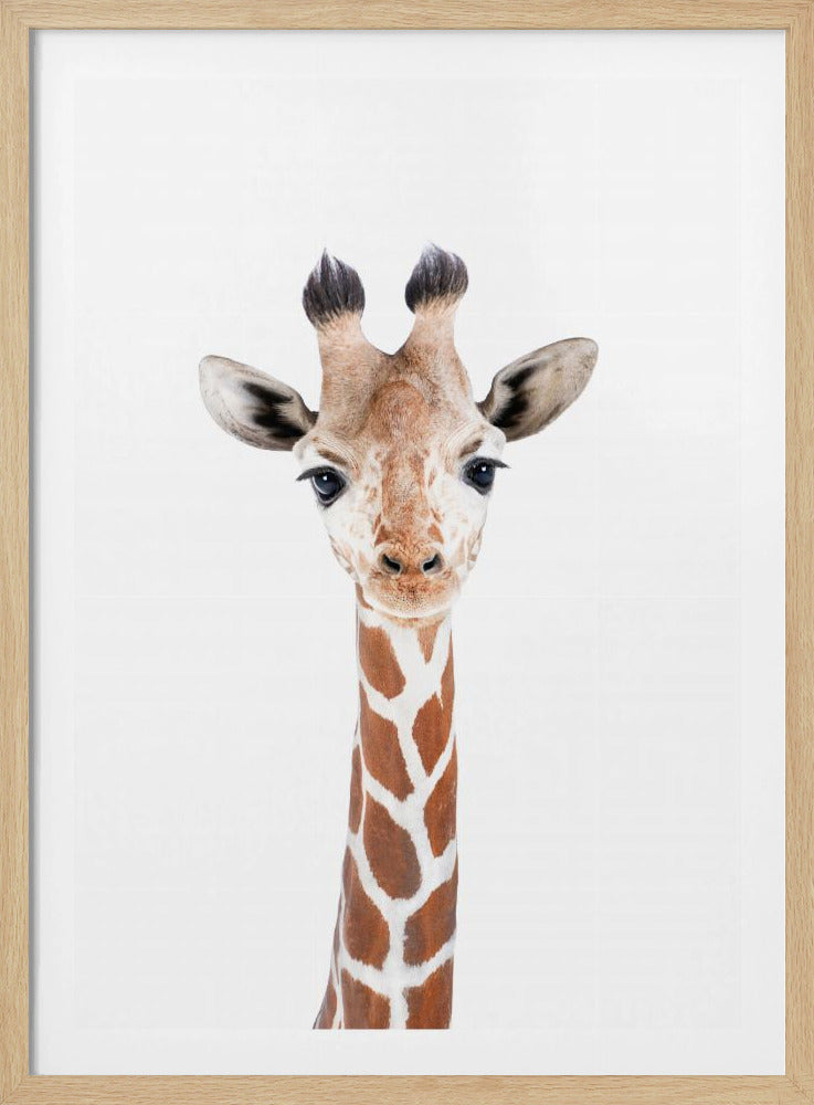 Baby-Giraffe | Poster