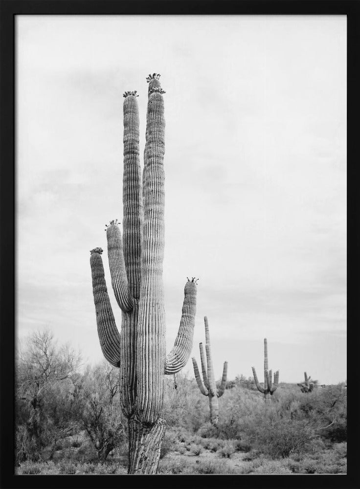 Saguaro Schwarzweiß | Poster