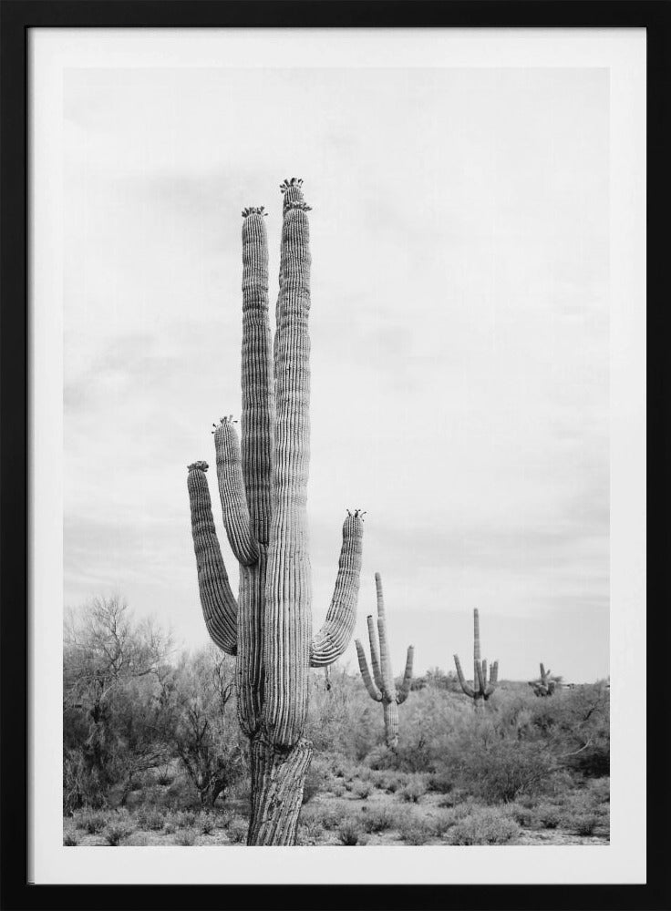Saguaro Schwarzweiß | Poster