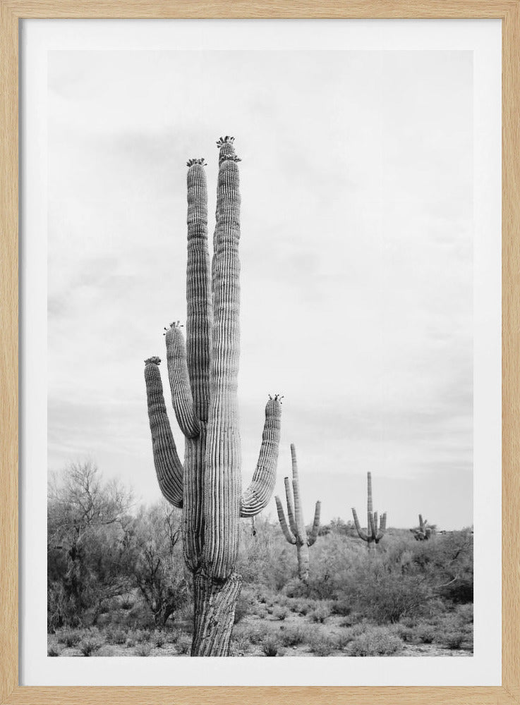 Saguaro Schwarzweiß | Poster