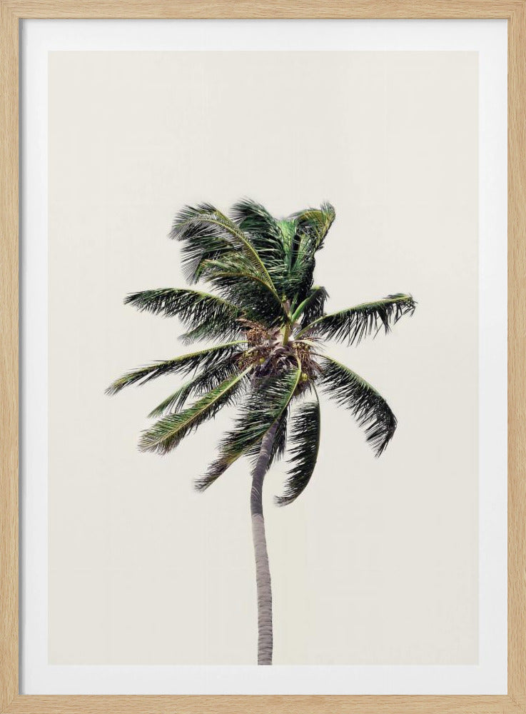 Windige Palme | Poster