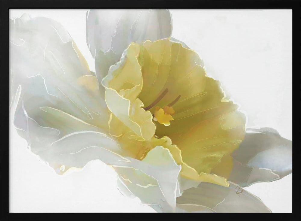 Daffodil | Poster