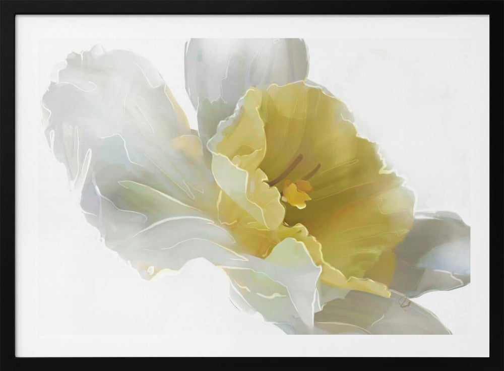 Daffodil | Poster
