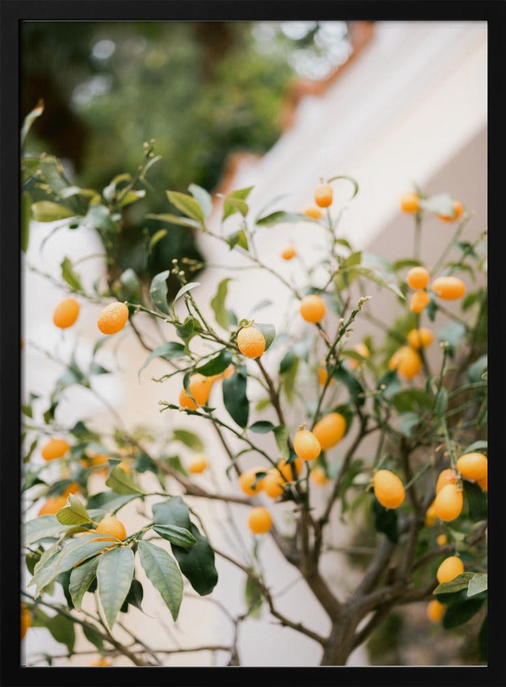 Orange Capri | Poster
