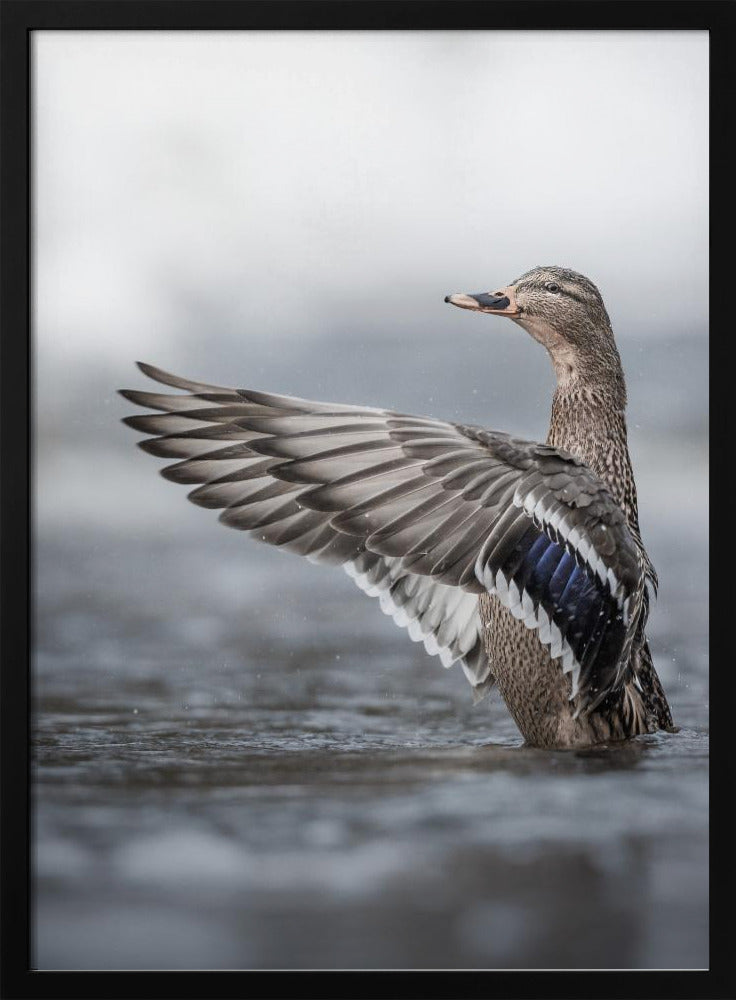 Weibliche Stockente mit ausgebreiteten Flügeln | Poster