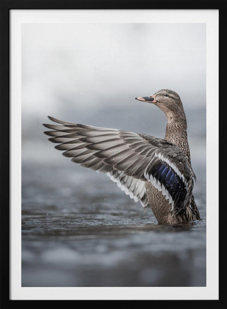 Weibliche Stockente mit ausgebreiteten Flügeln | Poster