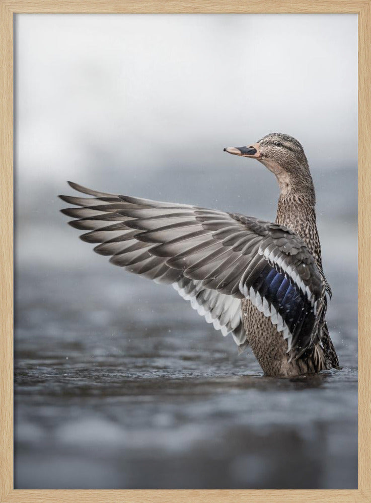 Weibliche Stockente mit ausgebreiteten Flügeln | Poster