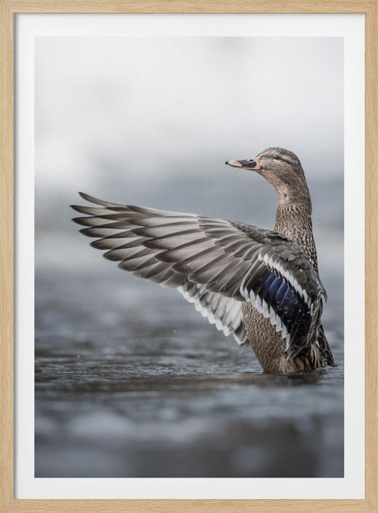 Weibliche Stockente mit ausgebreiteten Flügeln | Poster