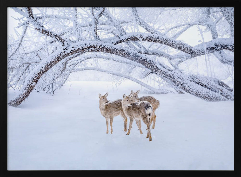 Hirschspaziergang im Schnee | Poster