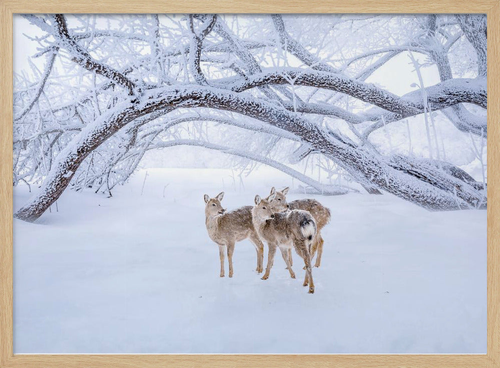 Hirschspaziergang im Schnee | Poster