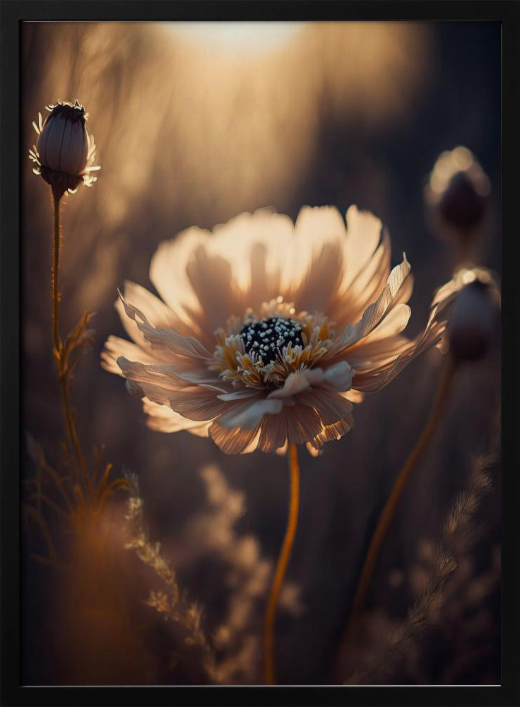 Sonnenbeschienene Blüte | Poster