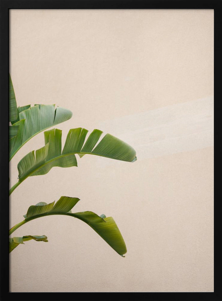 Bananenpflanze in Cannes | Poster