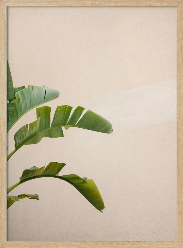 Bananenpflanze in Cannes | Poster