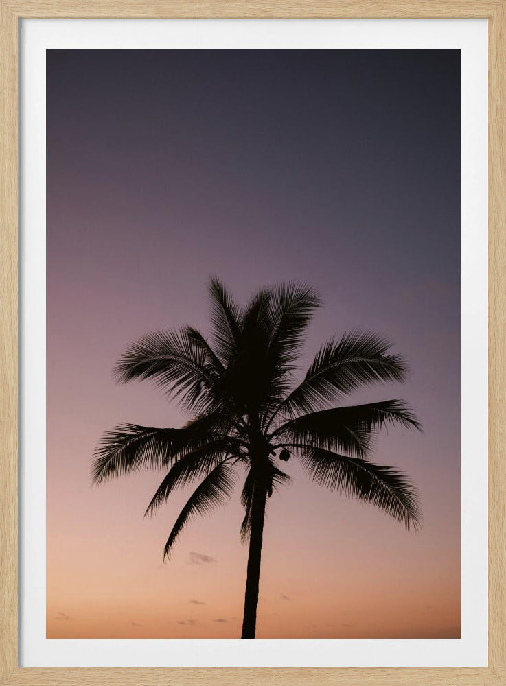 Costa Rica Palme | Poster
