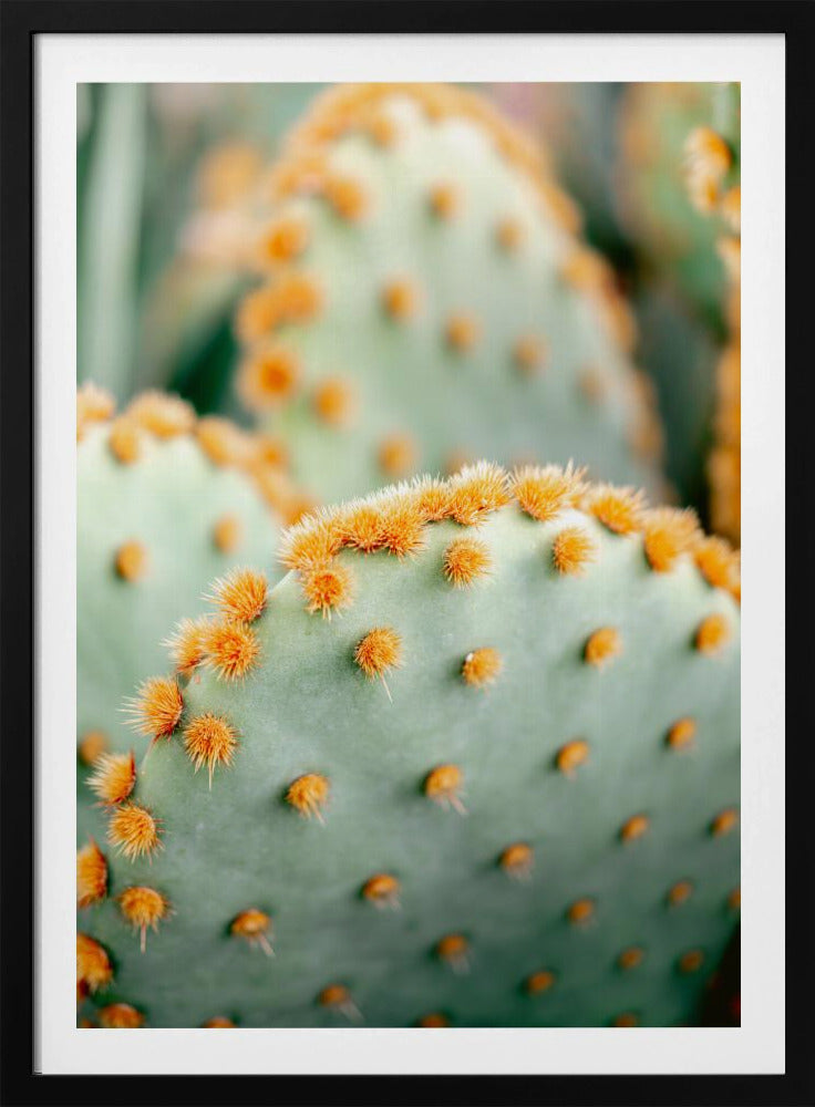 Orange und Grün II – Botanische Fotografie aus Marrakesch | Poster