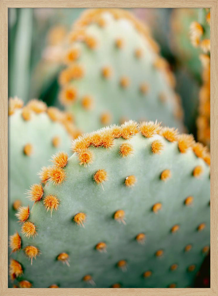 Orange und Grün II – Botanische Fotografie aus Marrakesch | Poster