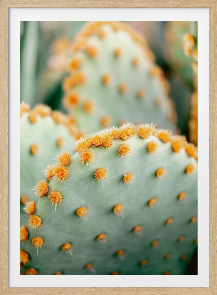 Orange und Grün II – Botanische Fotografie aus Marrakesch | Poster
