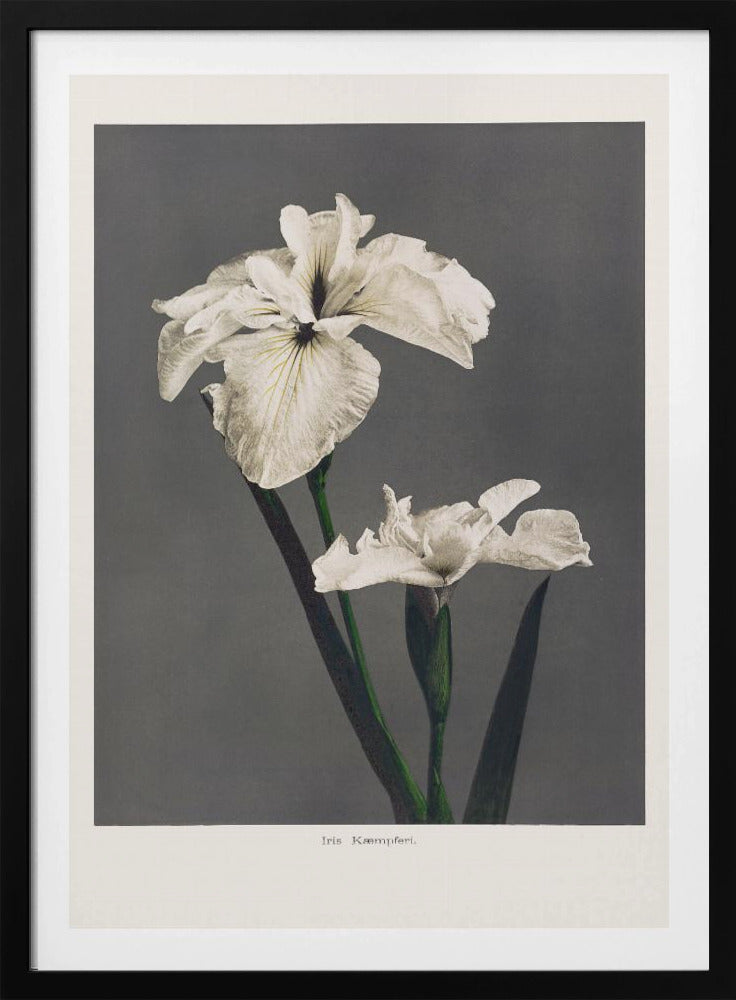 Iris Kämpferi | Poster