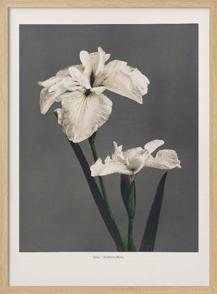 Iris Kämpferi | Poster