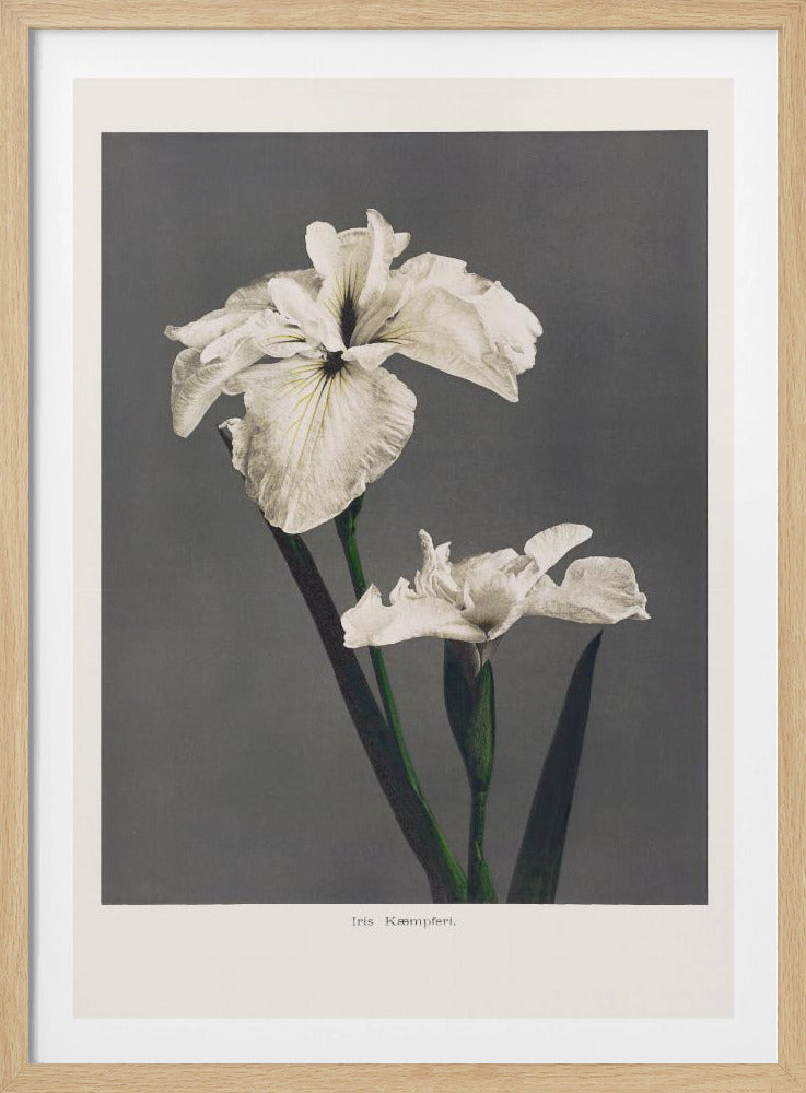 Iris Kämpferi | Poster