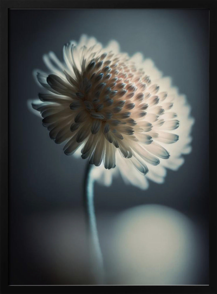 Leuchtende Blüte | Poster