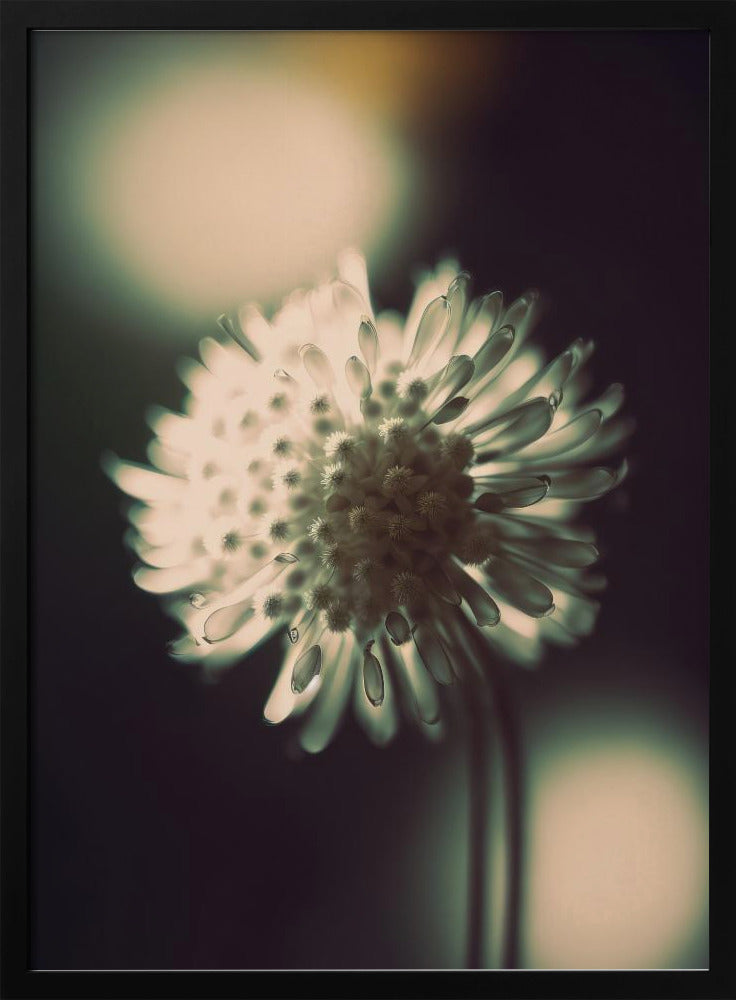 Ätherische Blüte | Poster