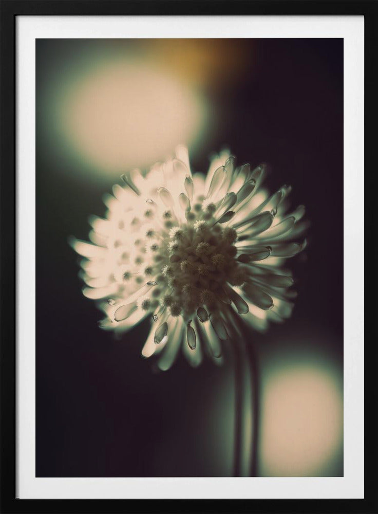 Ätherische Blüte | Poster