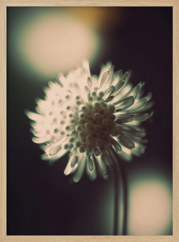 Ätherische Blüte | Poster