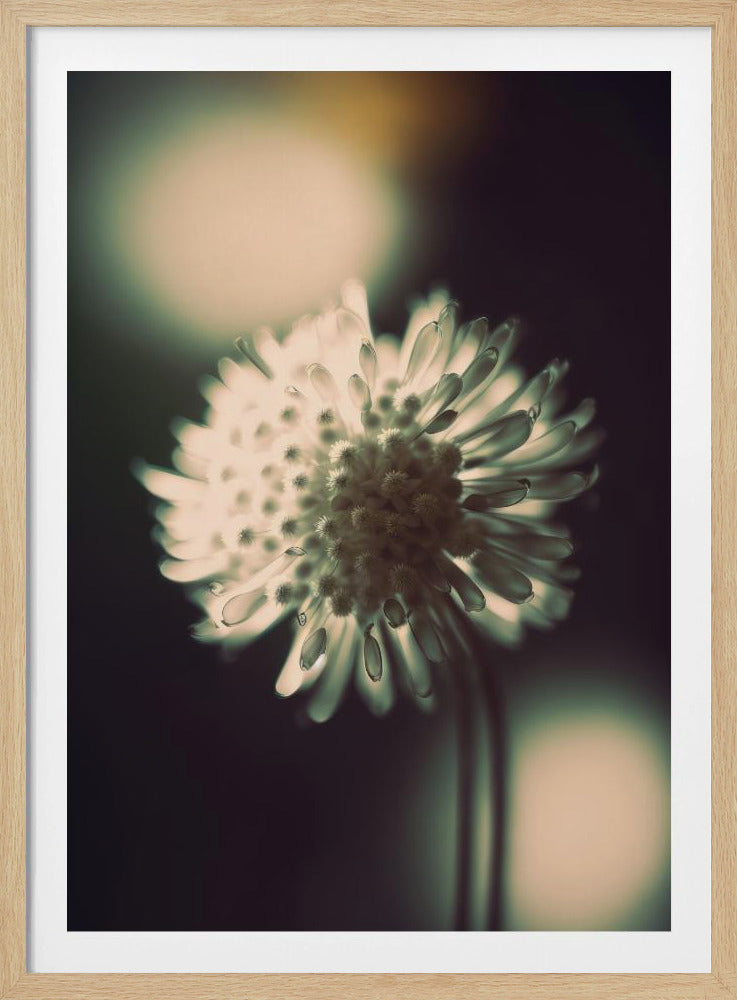 Ätherische Blüte | Poster