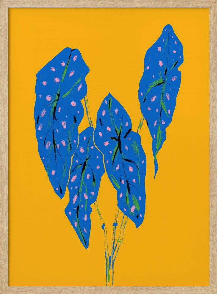 Begonia Maculata Blau und Gelb | Poster