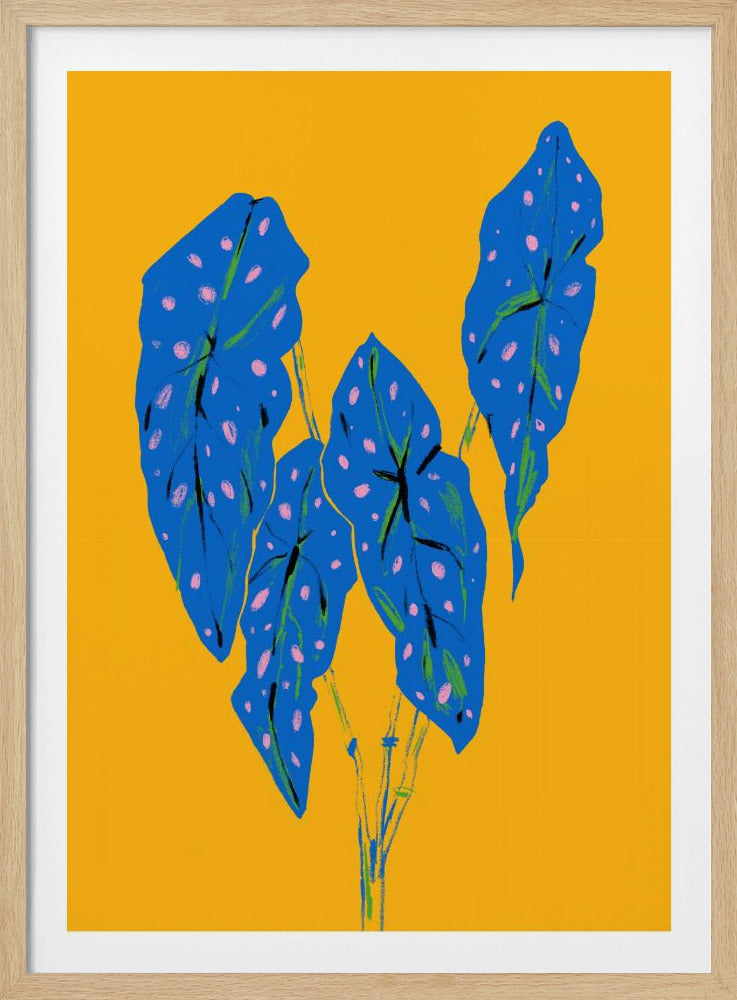 Begonia Maculata Blau und Gelb | Poster