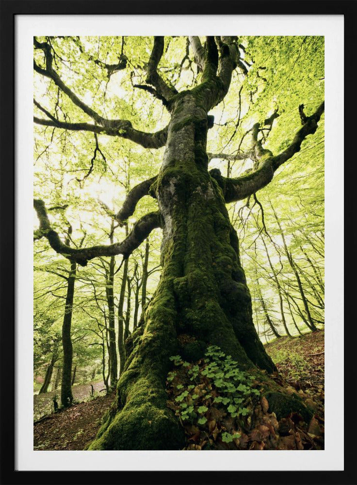 Ent | Poster