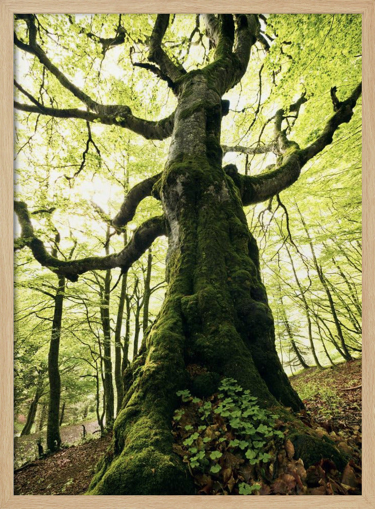 Ent | Poster