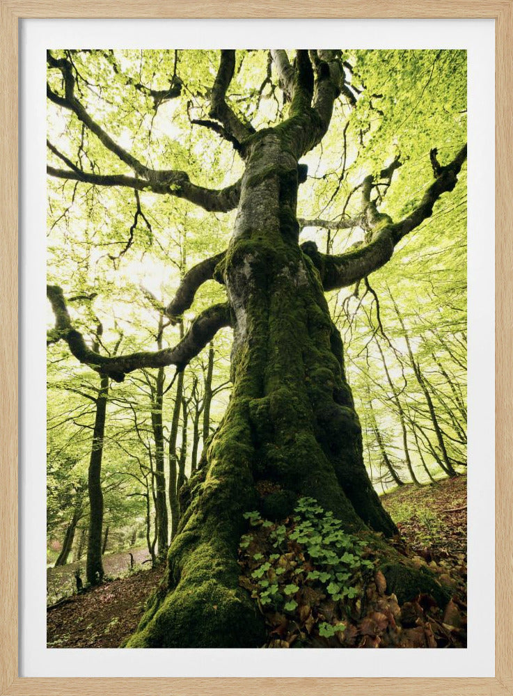 Ent | Poster