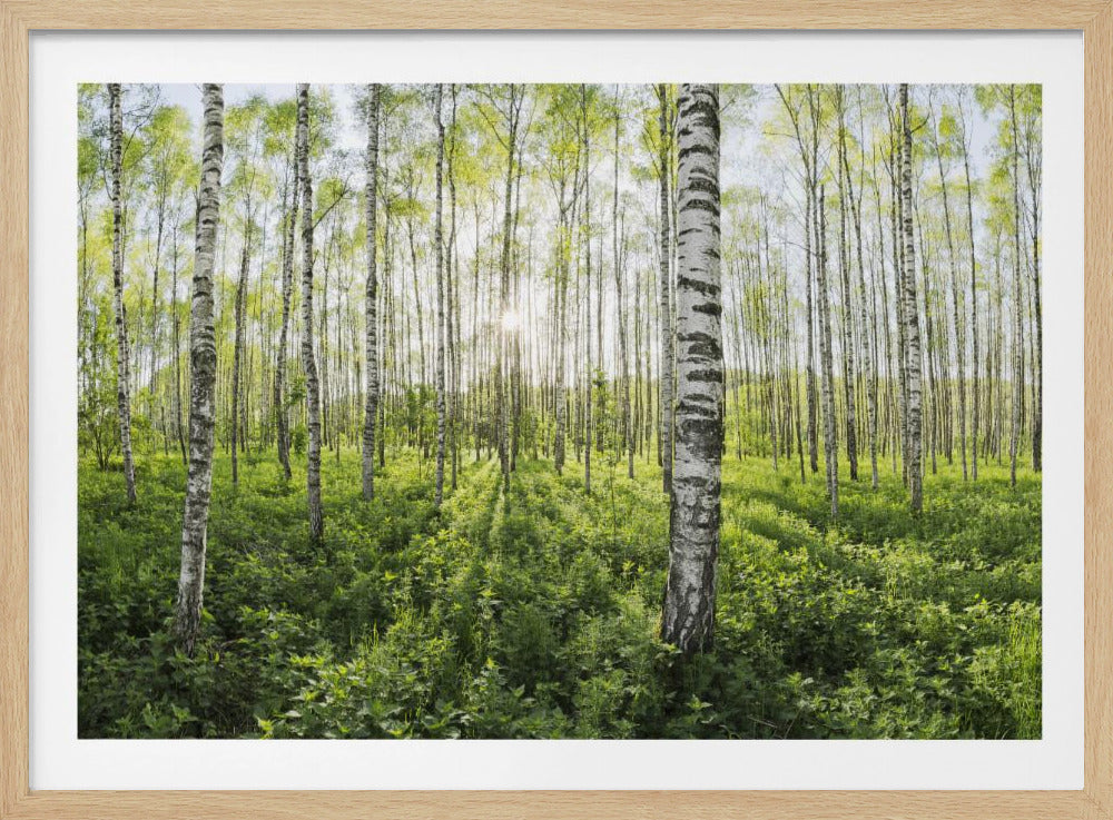 Frühling im Birkenwald | Poster