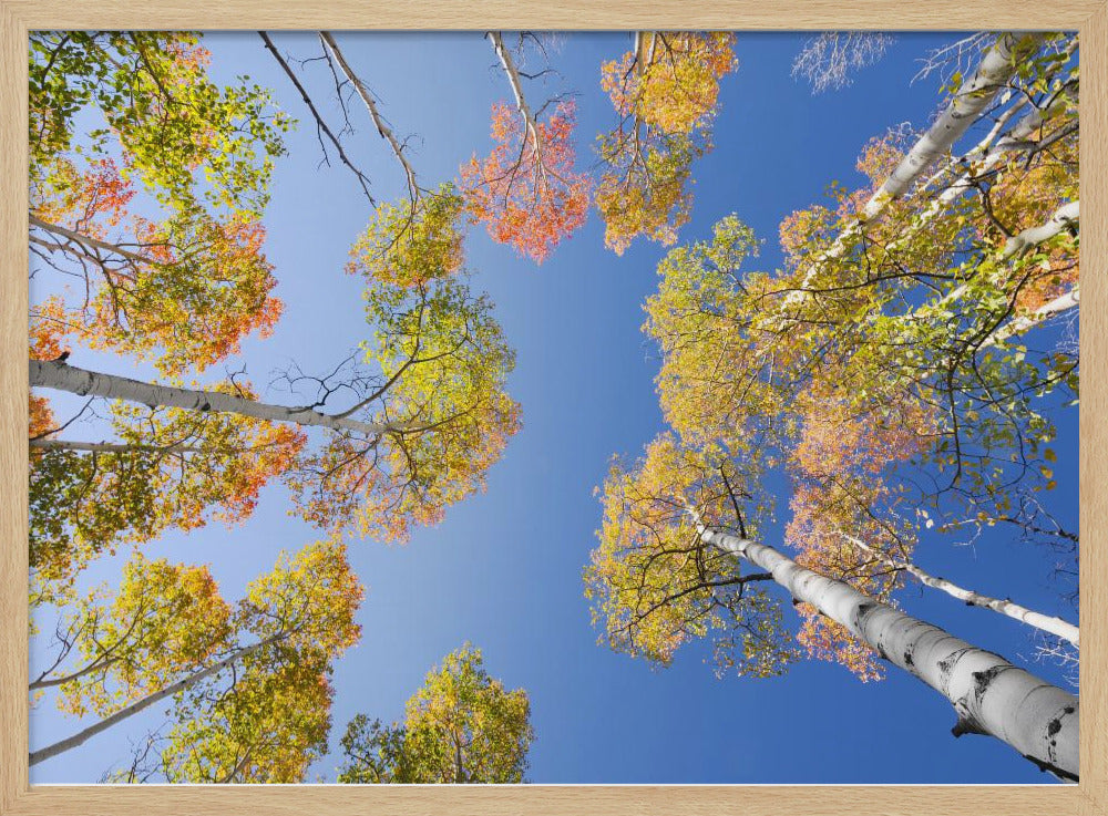 Herbstbirken | Poster
