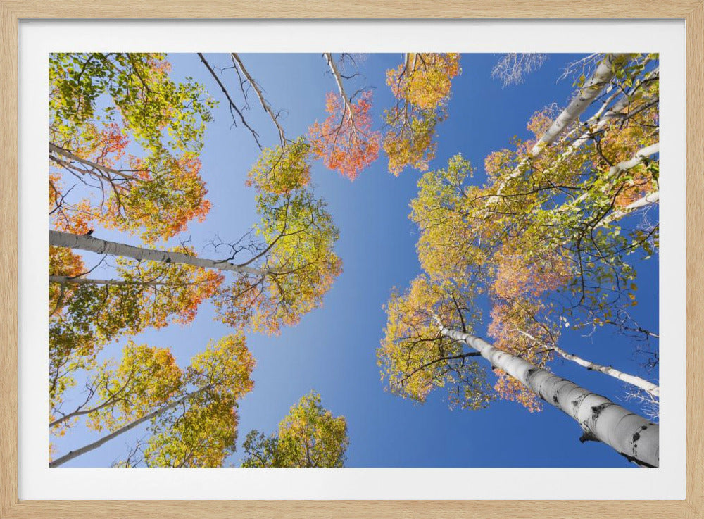 Herbstbirken | Poster