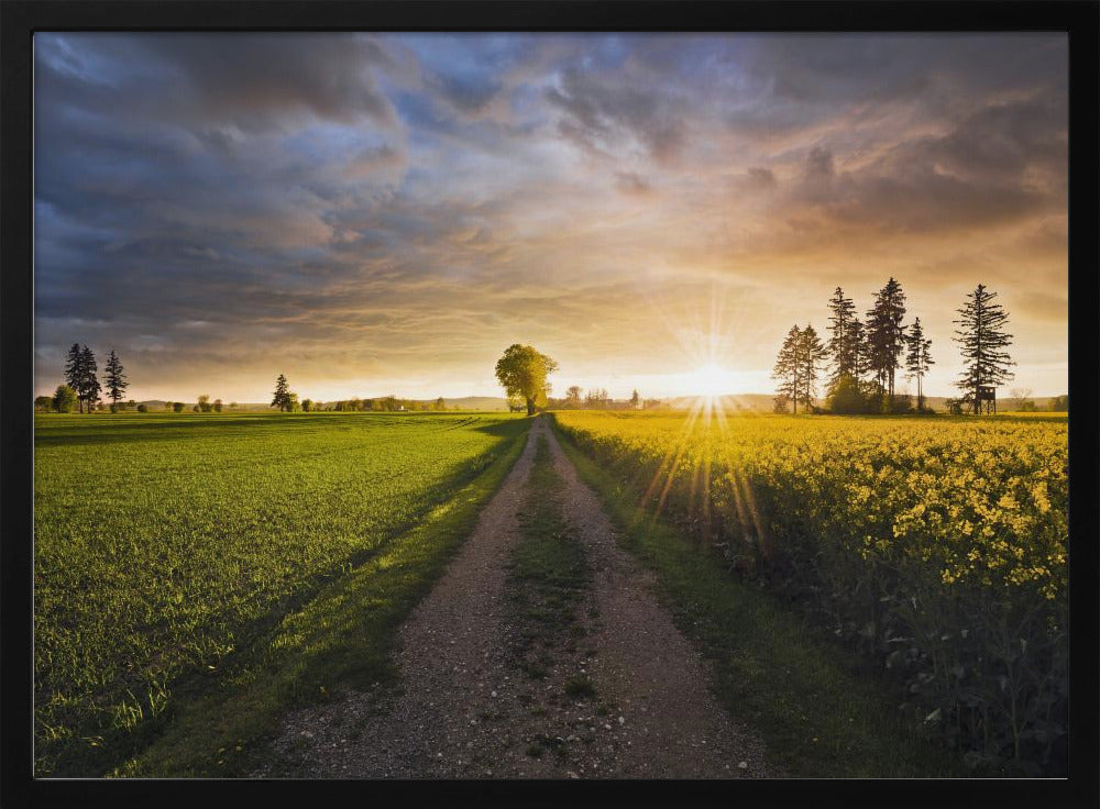 Sommerwiese | Poster
