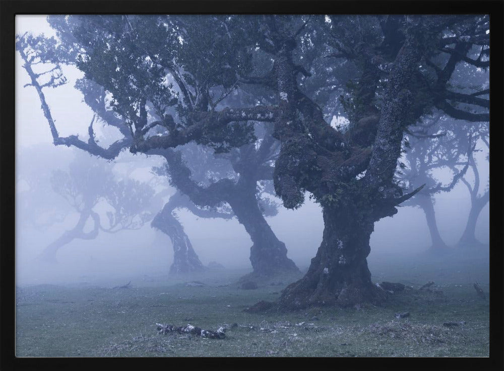 Blue Woods | Poster