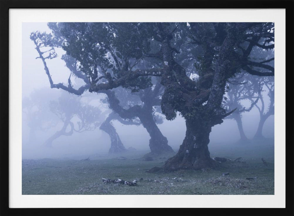 Blue Woods | Poster