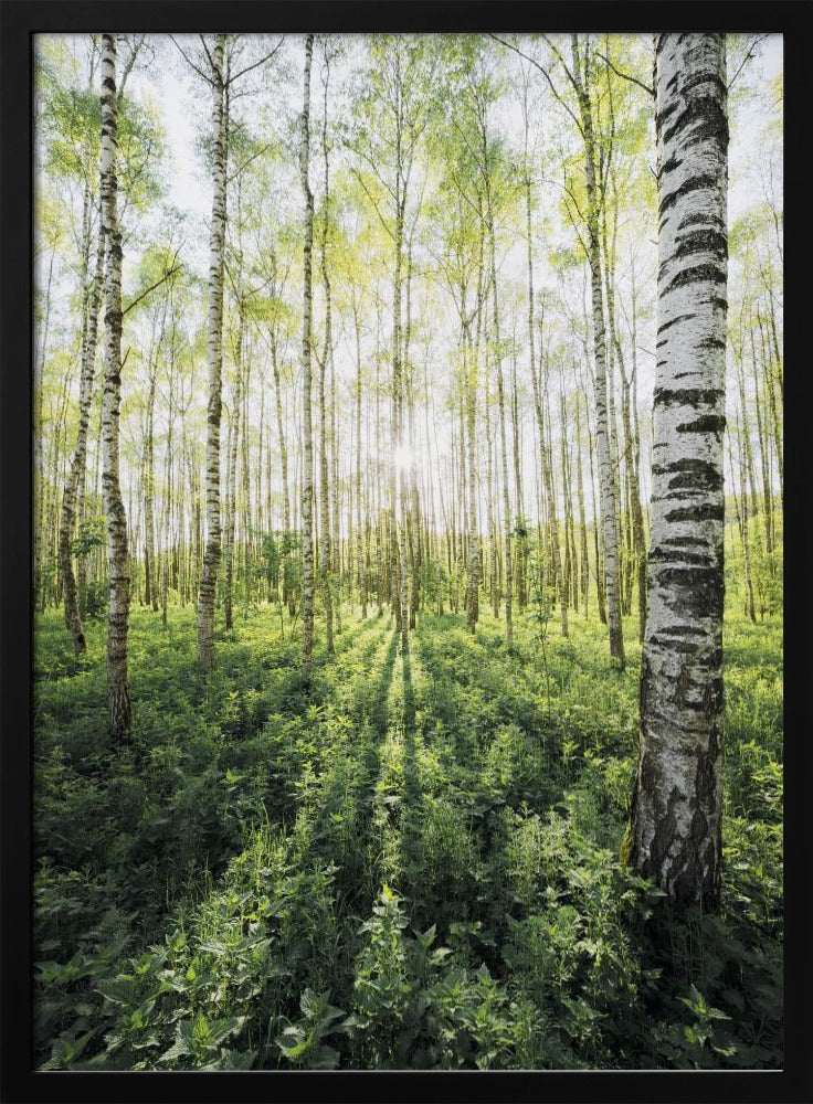 Birkenhain vertikal | Poster