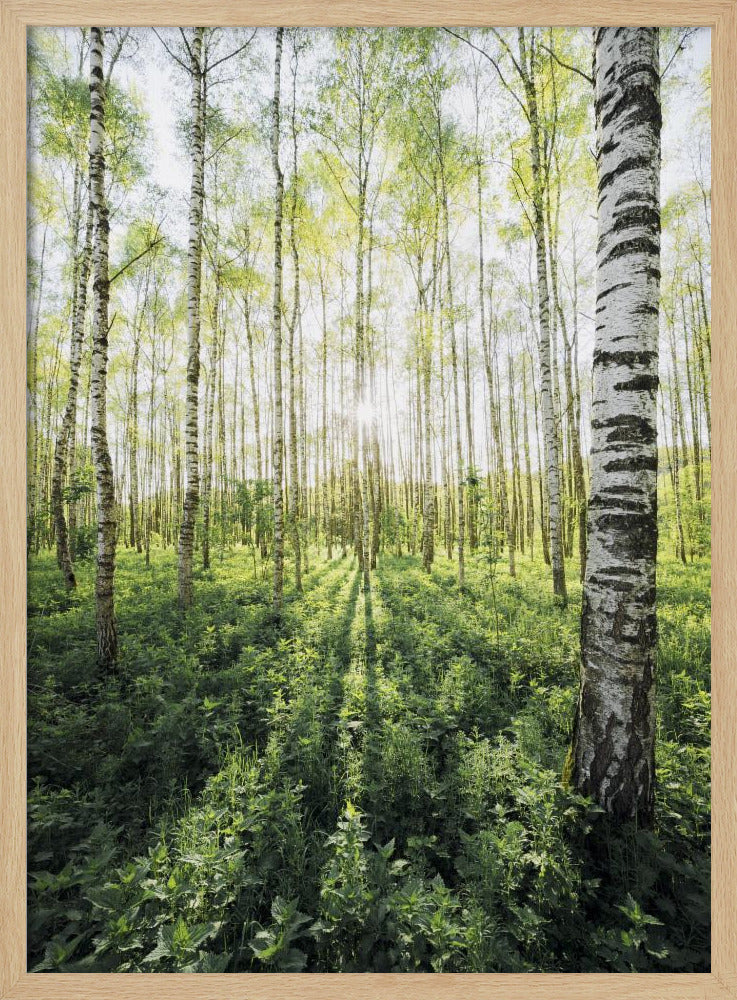 Birkenhain vertikal | Poster
